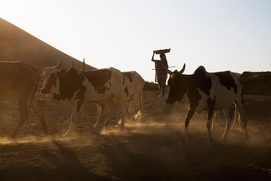 67   Bringing the cows back home